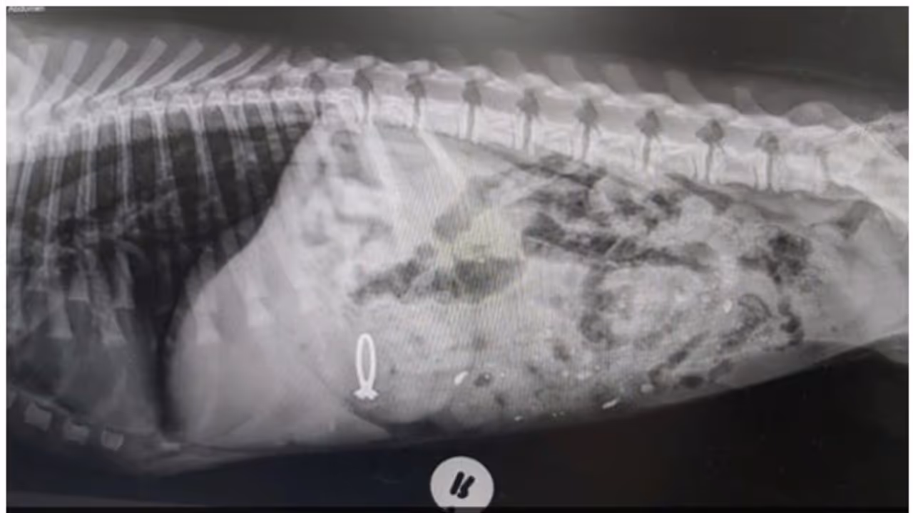 വിവാഹ മോതിരം നായ വിഴുങ്ങി: പിന്നീട് സംഭവിച്ചത്... വിവാഹ മോതിരം നായ വിഴുങ്ങി: പിന്നീട് സംഭവിച്ചത്...