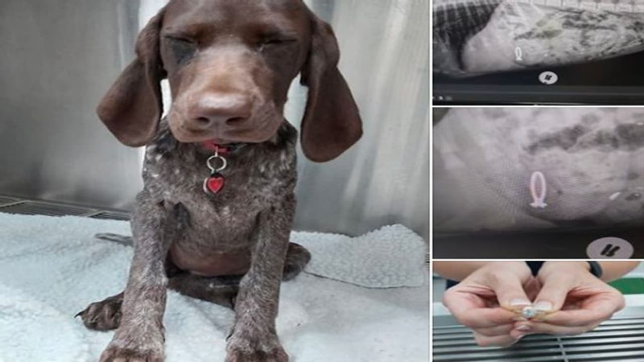 పెంపుడు కుక్క తుంటరి పని: ఎంగేజ్మెంట్ రింగ్ తినేసింది పెంపుడు కుక్క తుంటరి పని: ఎంగేజ్మెంట్ రింగ్ తినేసింది