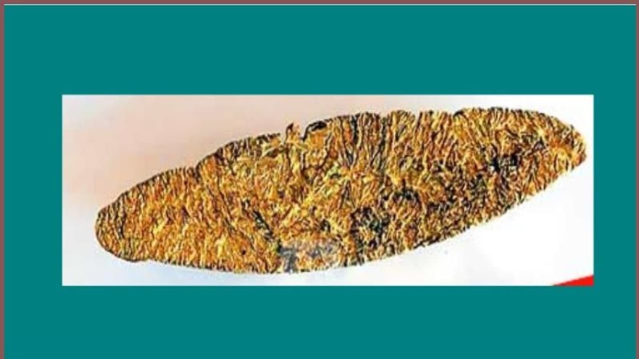 സ്വര്ണതോണി തട്ടിപ്പ്: ഇതര സംസ്ഥാന തൊഴിലാളി തട്ടിയത് 3 ലക്ഷം സ്വര്ണതോണി തട്ടിപ്പ്: ഇതര സംസ്ഥാന തൊഴിലാളി തട്ടിയത് 3 ലക്ഷം