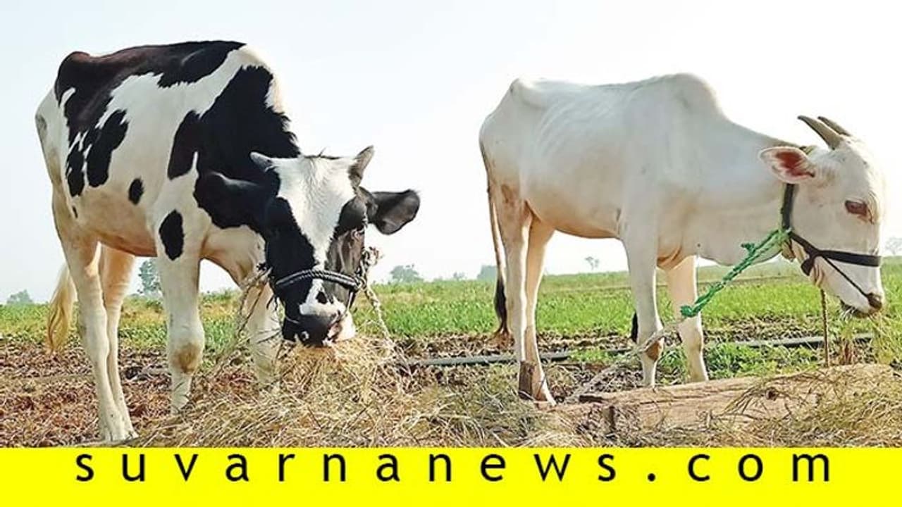 ನಿಮ್ಮ ಜಾನುವಾರುಗಳು ಆರೋಗ್ಯಕರವಾಗಿರಲು ಕೆಲವು ಸಲಹೆಗಳು!