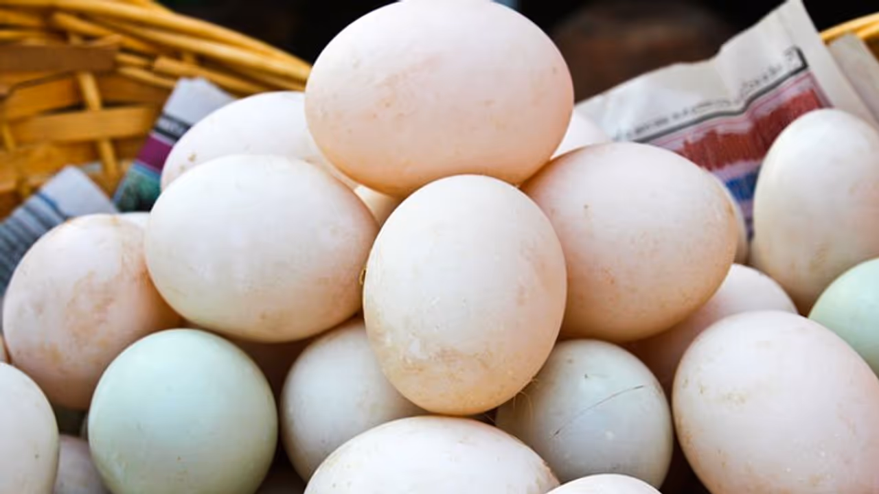 അറിയാതെ പോകരുത്, താറാവ് മുട്ട കഴിച്ചാൽ ​ഗുണങ്ങൾ ചെറുതൊന്നുമല്ല