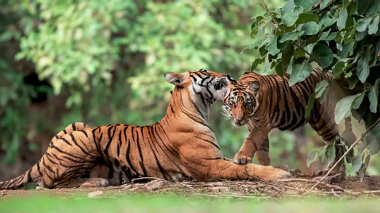 এবার নিজেরা শিকার করে খাও, ধেড়ে হয়ে যাওয়া ছানাদের বাঘ মায়ের ধমক, ভাইরাল হল ভিডিও এবার নিজেরা শিকার করে খাও, ধেড়ে হয়ে যাওয়া ছানাদের বাঘ মায়ের ধমক, ভাইরাল হল ভিডিও