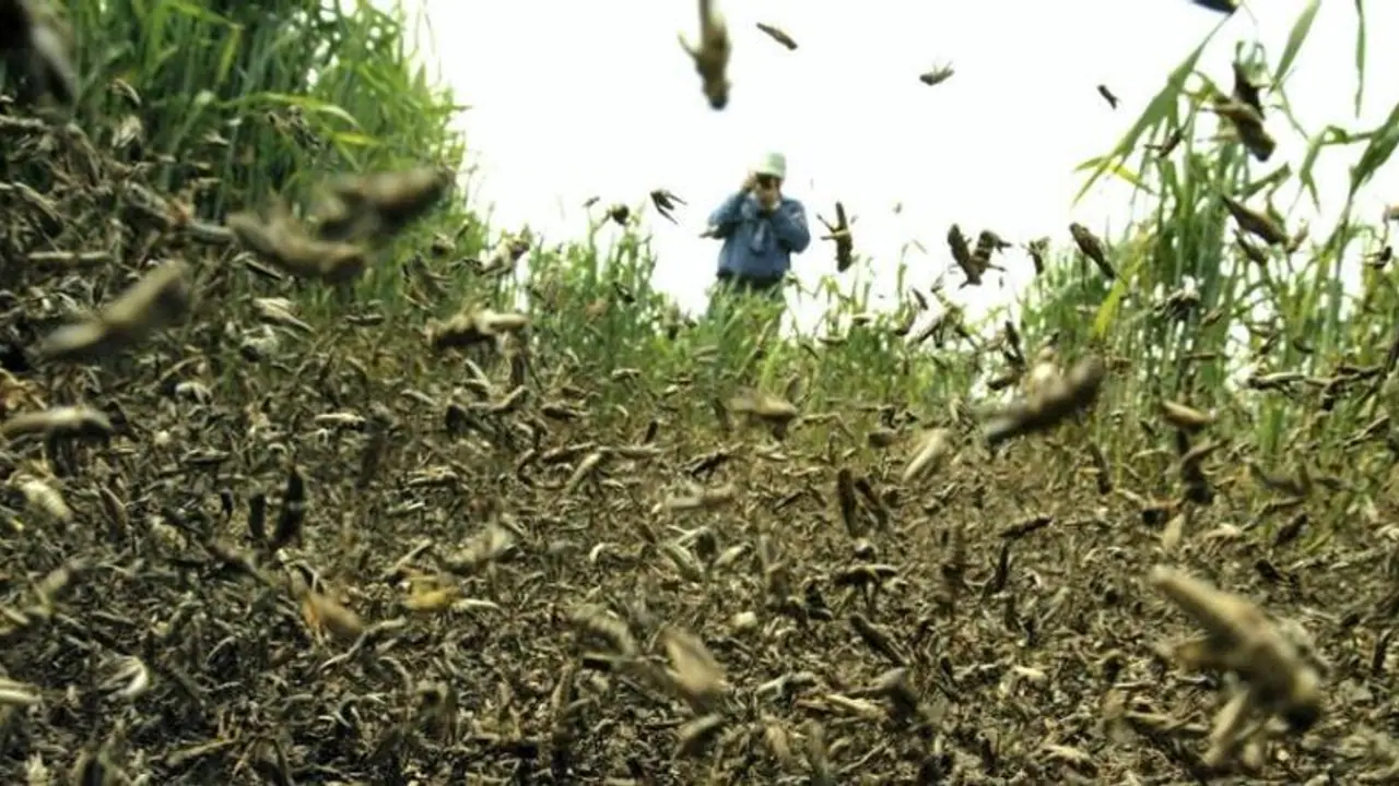கொரோனாவைத் தொடர்ந்து வெட்டுக்கிளிகள்... இந்தியாவுக்குள் புகுந்து விவசாயத்தைப் பாதிக்கும் என பகீர் எச்சரிக்கை!