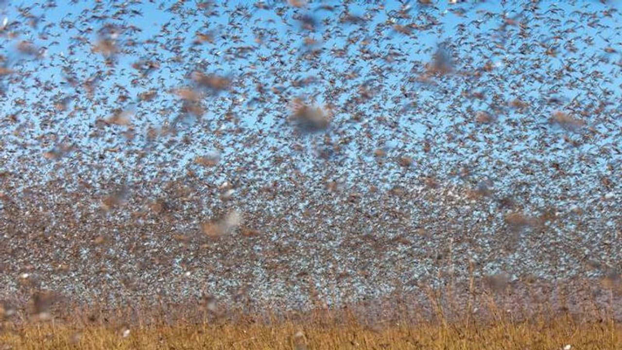 তাণ্ডব থেকে রেহাই পেল না মহারাষ্ট্রও, বিপদ বাড়িয়ে এবার আফ্রিকা থেকে ছুটে আসছে পঙ্গপাল বাহিনী তাণ্ডব থেকে রেহাই পেল না মহারাষ্ট্রও, বিপদ বাড়িয়ে এবার আফ্রিকা থেকে ছুটে আসছে পঙ্গপাল বাহিনী