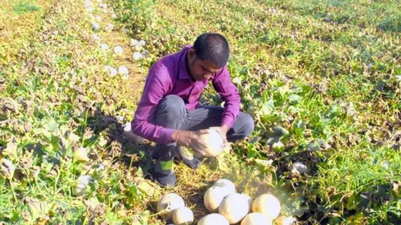 തൈക്കുമ്പളം കൃഷി ചെയ്തു, 70 ദിവസം കൊണ്ട് ഈ കര്ഷകന് നേടിയത് 21 ലക്ഷം രൂപ ! തൈക്കുമ്പളം കൃഷി ചെയ്തു, 70 ദിവസം കൊണ്ട് ഈ കര്ഷകന് നേടിയത് 21 ലക്ഷം രൂപ !