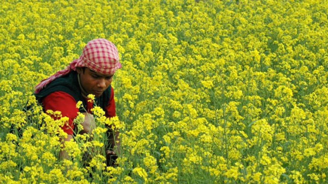ഇതാണ് നാമുപയോഗിക്കുന്ന കടുകിലെ വിവിധ ഇനങ്ങള്; കൃഷിരീതി ഇങ്ങനെ ഇതാണ് നാമുപയോഗിക്കുന്ന കടുകിലെ വിവിധ ഇനങ്ങള്; കൃഷിരീതി ഇങ്ങനെ