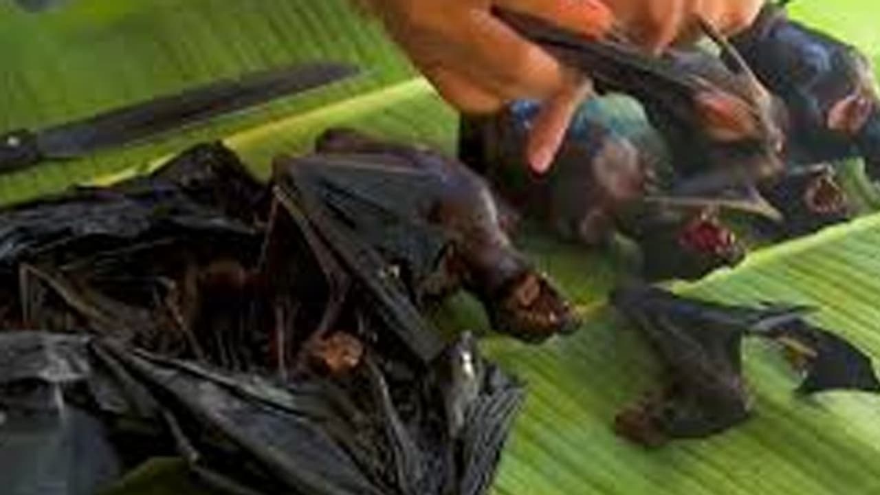 കോഴിക്കോട്ടെ കാരശ്ശേരിയിൽ വവ്വാലുകള് ചത്തനിലയിൽ; ആശങ്കയോടെ നാട്ടുകാർ കോഴിക്കോട്ടെ കാരശ്ശേരിയിൽ വവ്വാലുകള് ചത്തനിലയിൽ; ആശങ്കയോടെ നാട്ടുകാർ