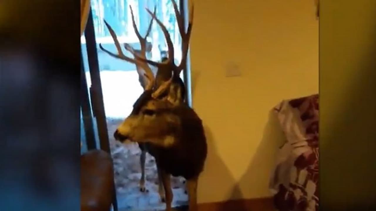 हिरणों को खाना खिलाना पड़ा महंगा इस महिला को, लगा भारी भरकम जुर्माना हिरणों को खाना खिलाना पड़ा महंगा इस महिला को, लगा भारी भरकम जुर्माना