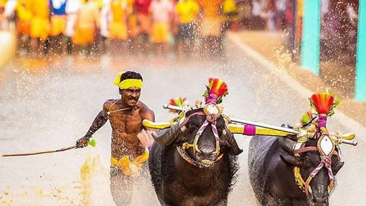 ಬೆಂಗಳೂರಲ್ಲೂ ಶೀಘ್ರ ನಡೆಯಲಿದೆ ಕಂಬಳ ರೇಸ್? ಬೆಂಗಳೂರಲ್ಲೂ ಶೀಘ್ರ ನಡೆಯಲಿದೆ ಕಂಬಳ ರೇಸ್?