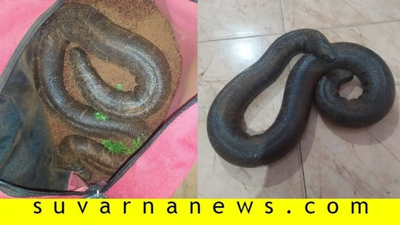 ಅಪರೂಪದ ಎರಡು ತಲೆ ಹಾವಿನ ಮಾರಾಟಕ್ಕೆ ಯತ್ನ ಅಪರೂಪದ ಎರಡು ತಲೆ ಹಾವಿನ ಮಾರಾಟಕ್ಕೆ ಯತ್ನ