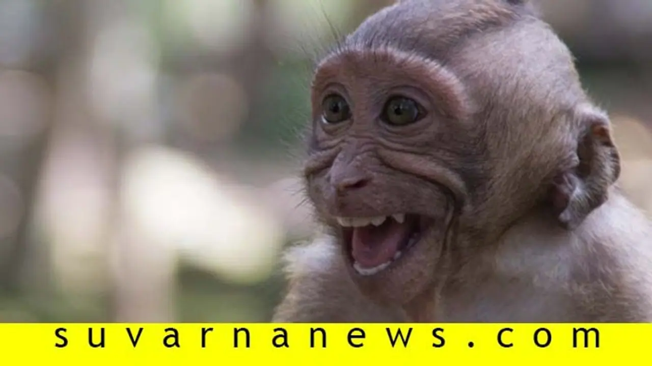 ಆಡುತ್ತಿದ್ದ ಮಗುವಿನ ಮೇಲೆ ಮಂಗಗಳ ದಾಳಿ ಆಡುತ್ತಿದ್ದ ಮಗುವಿನ ಮೇಲೆ ಮಂಗಗಳ ದಾಳಿ