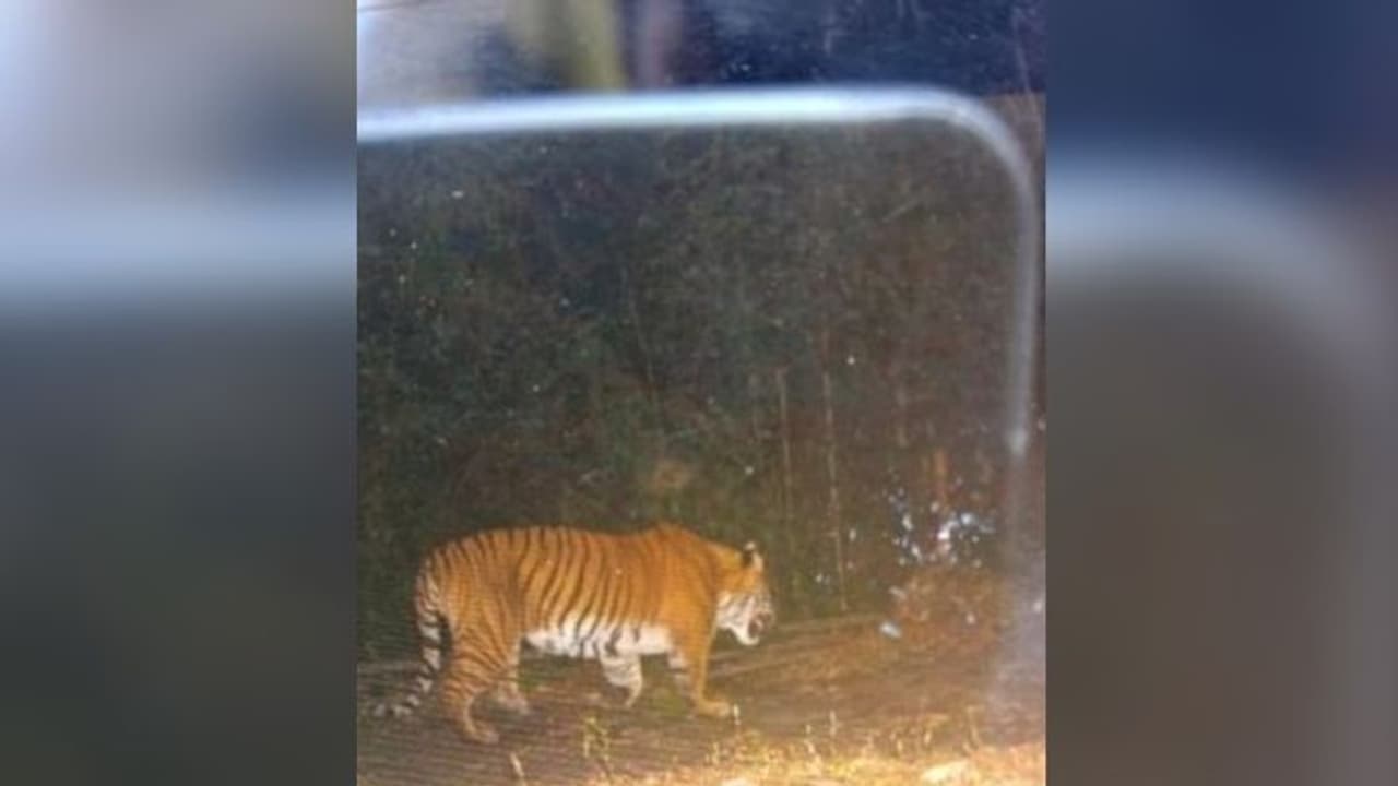 ফের নেওড়াভ্যালির জঙ্গলে দেখা মিলল বাঘের, ট্র্যাপ ক্যামেরায় ধরা পড়ল ছবি ফের নেওড়াভ্যালির জঙ্গলে দেখা মিলল বাঘের, ট্র্যাপ ক্যামেরায় ধরা পড়ল ছবি