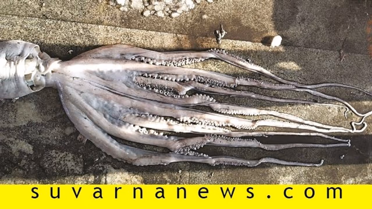 ಉಡುಪಿ: ಮೀನುಗಾರರ ಬಲೆಗೆ ಬಿತ್ತು ದೆವ್ವ ಮೀನು ಉಡುಪಿ: ಮೀನುಗಾರರ ಬಲೆಗೆ ಬಿತ್ತು ದೆವ್ವ ಮೀನು