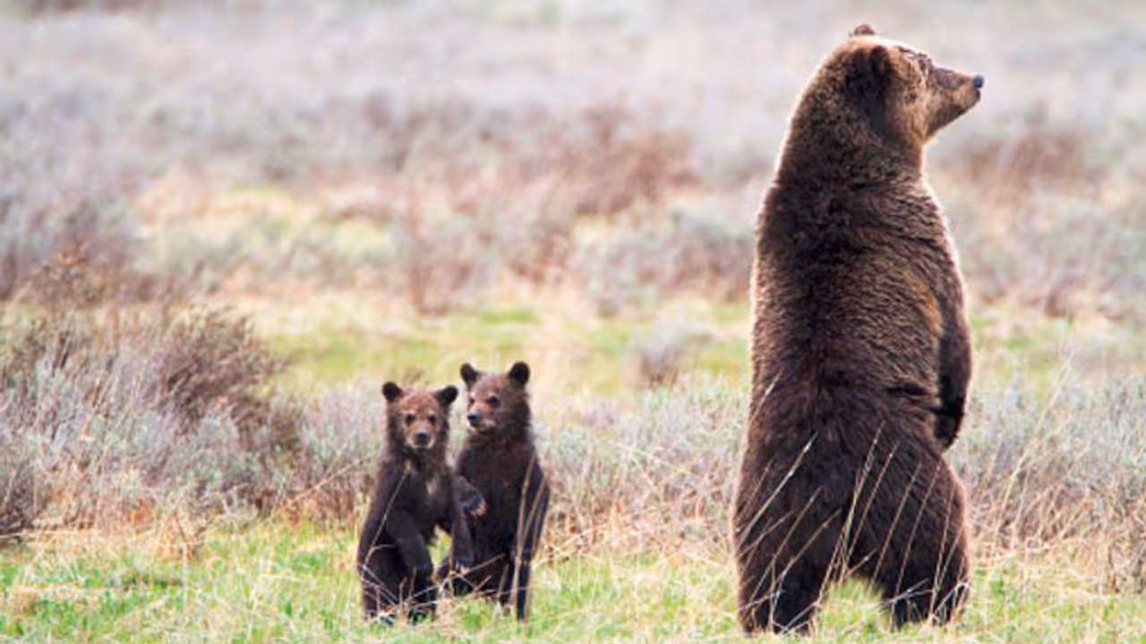 আধ্যাত্মিক রসে ডুবে হিংস্র বুনো ভালুক, রোজ সীতারামের ভজন শোনে লালা লালি চুন্নু মুন্নু আধ্যাত্মিক রসে ডুবে হিংস্র বুনো ভালুক, রোজ সীতারামের ভজন শোনে লালা লালি চুন্নু মুন্নু