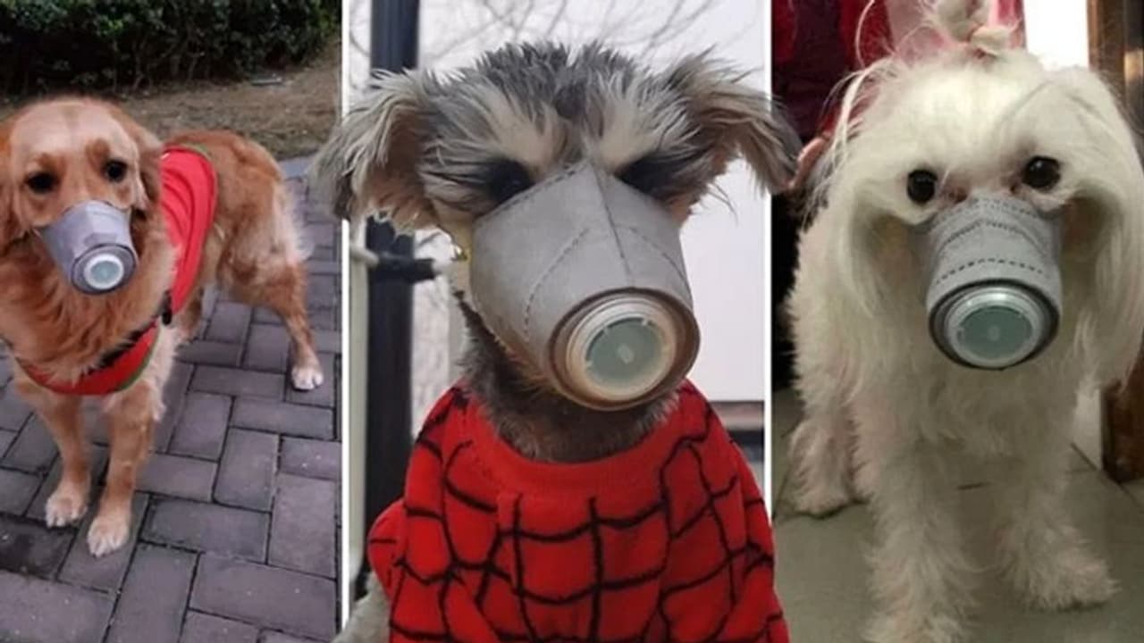 कोरोना का खौफ : चीन में कुत्ते बिल्लियों को भी लगाया जा रहा है मास्क कोरोना का खौफ : चीन में कुत्ते बिल्लियों को भी लगाया जा रहा है मास्क