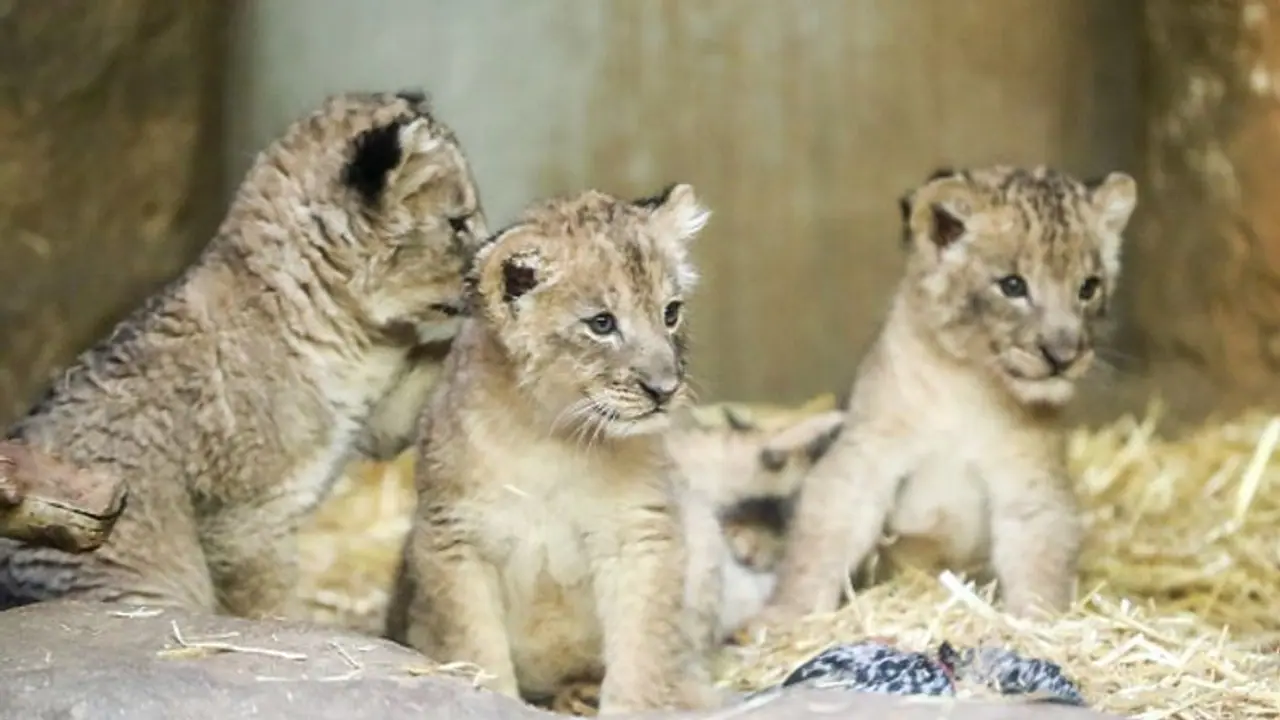 కరోనా ఎఫెక్ట్... ఆకలితో అలమటిస్తున్న జూలో జంతువులు కరోనా ఎఫెక్ట్... ఆకలితో అలమటిస్తున్న జూలో జంతువులు