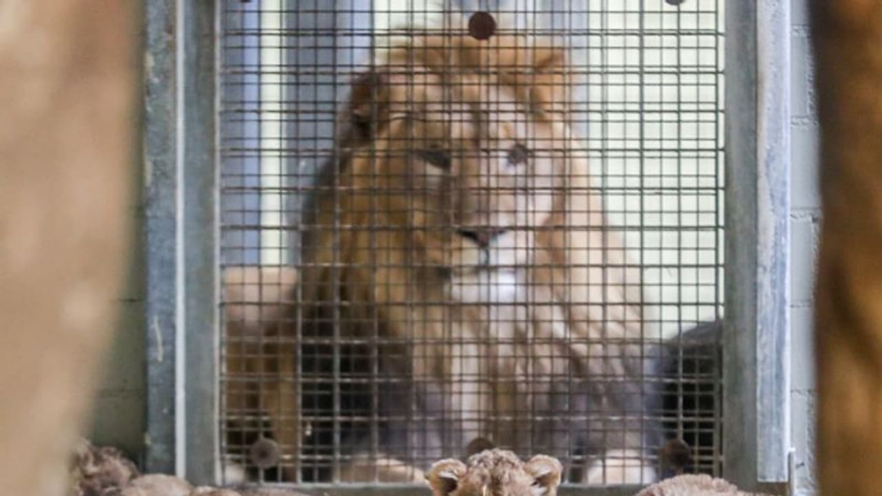 লকডাউনে ওদের সঙ্গে ফের হবে দেখা, অ্য়াপে ওয়েবসাইটে ঘরে বসেই চিড়িয়াখানার স্বাদ নিতে পারবে কলকাতাবাসী লকডাউনে ওদের সঙ্গে ফের হবে দেখা, অ্য়াপে ওয়েবসাইটে ঘরে বসেই চিড়িয়াখানার স্বাদ নিতে পারবে কলকাতাবাসী