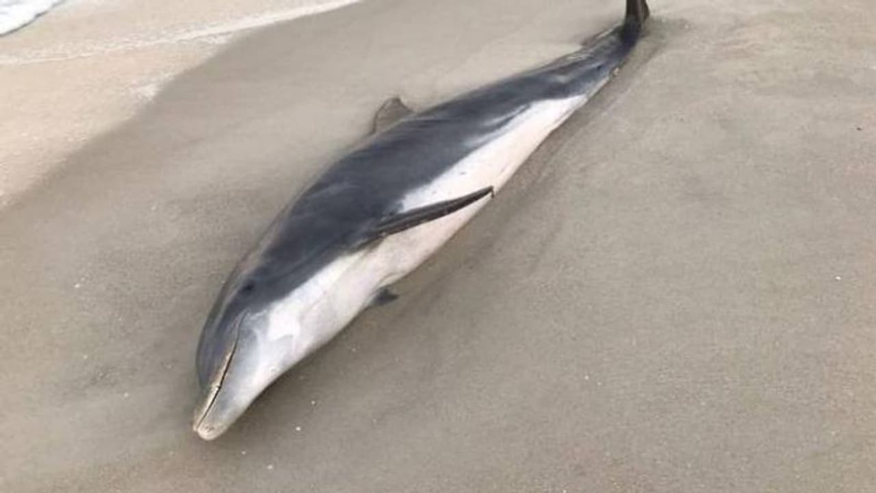 വെടിയേറ്റ് ചത്തനിലയിൽ ഡോൾഫിനുകൾ; ക്രൂരതയ്ക്ക് പിന്നിൽ ആര്?, കണ്ടെത്തുന്നവർക്ക് 14 ലക്ഷം രൂപ പാരിതോഷികം വെടിയേറ്റ് ചത്തനിലയിൽ ഡോൾഫിനുകൾ; ക്രൂരതയ്ക്ക് പിന്നിൽ ആര്?, കണ്ടെത്തുന്നവർക്ക് 14 ലക്ഷം രൂപ പാരിതോഷികം