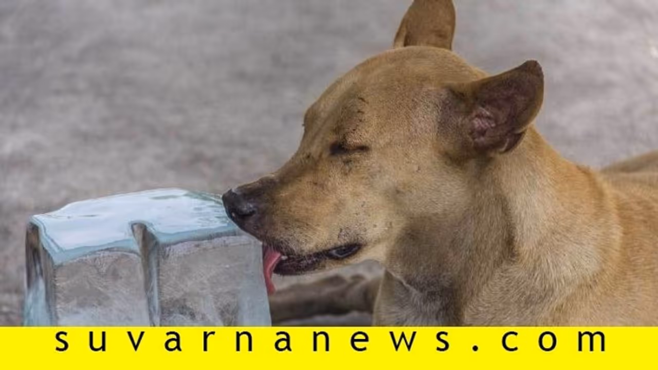 ನಾಯಿ ಮಂಜುಗಡ್ಡೆ ನೆಕ್ಕಿದ ವಿಡಿಯೋ : ಕ್ರಮಕ್ಕೆ ಆಗ್ರಹ