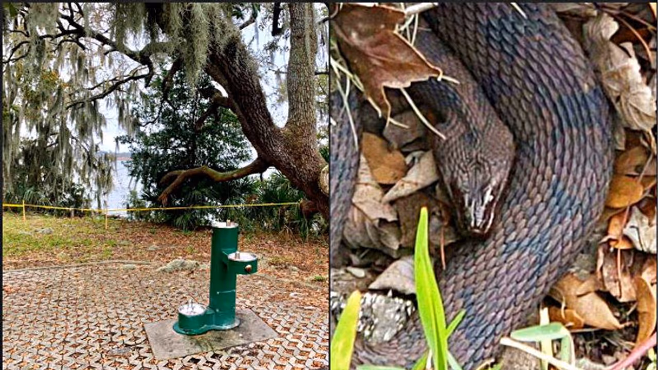 চলছে ডজনখানেক সাপের যৌথ সঙ্গম, বন্ধই করে দিতে হল বিনোদন পার্ক চলছে ডজনখানেক সাপের যৌথ সঙ্গম, বন্ধই করে দিতে হল বিনোদন পার্ক