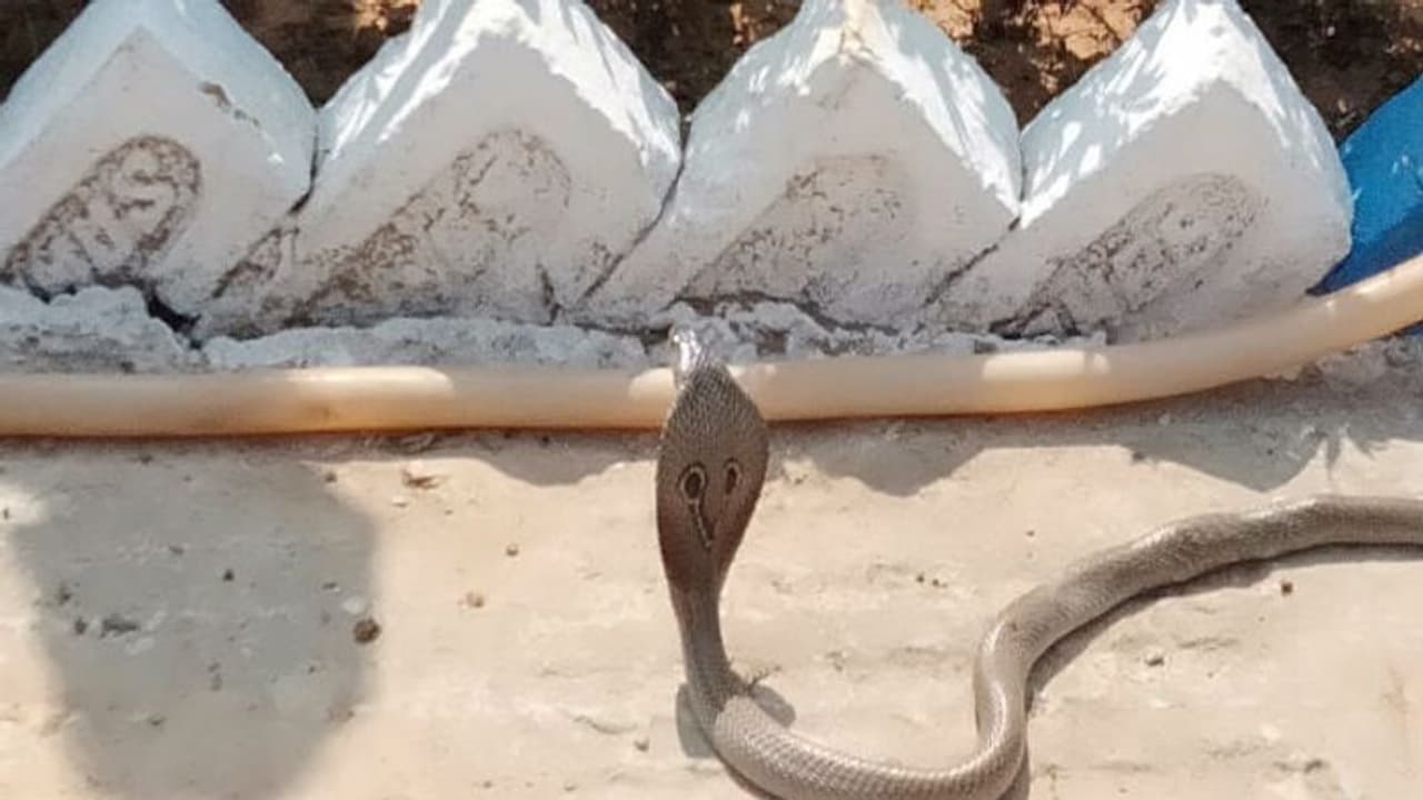 হাসপাতালে হানা বিষধরের, আতঙ্কে ছোটাছুটি রোগীদের হাসপাতালে হানা বিষধরের, আতঙ্কে ছোটাছুটি রোগীদের