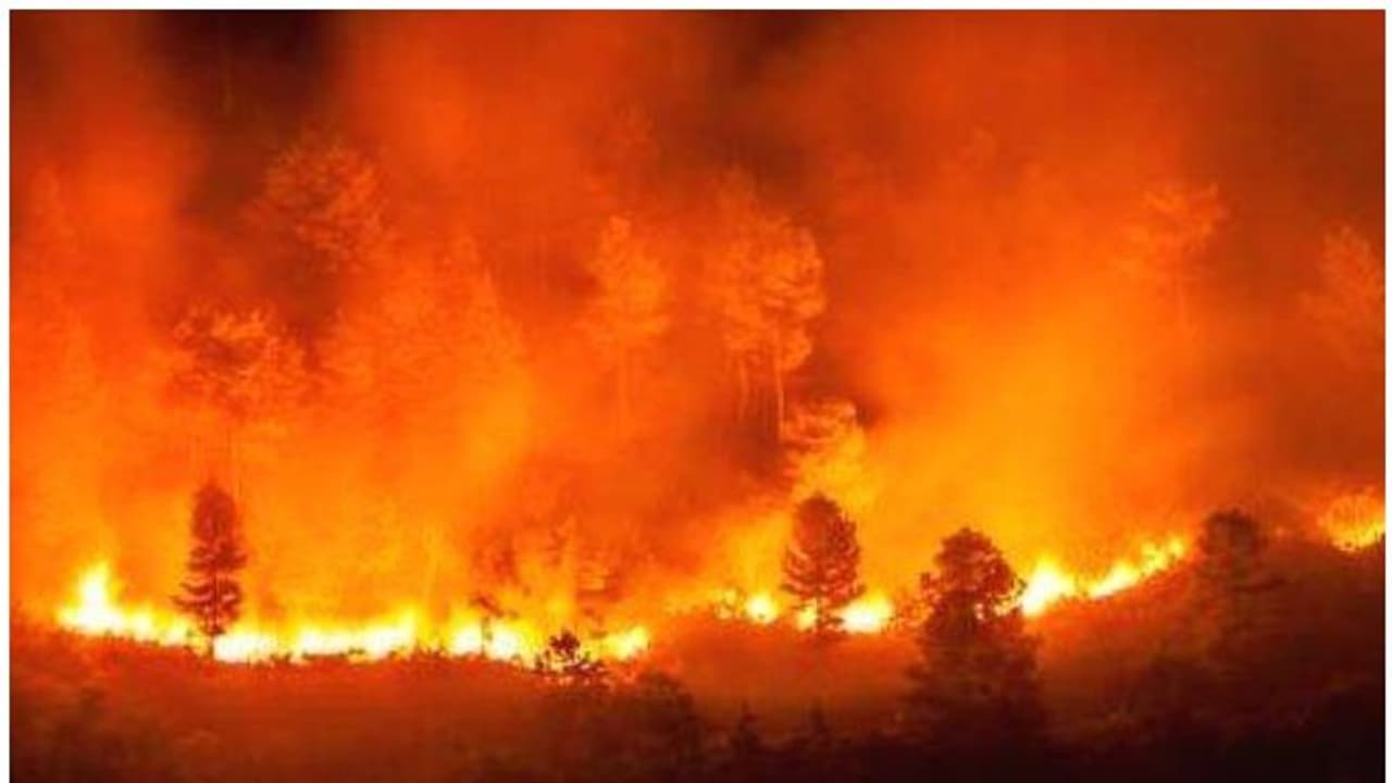 കാട്ടുതീ ദുരന്തത്തിൽ ഞെട്ടി കൊറ്റമ്പത്തൂര്‍ ; വെന്തു മരിച്ചത് മൂന്ന് വനപാലകര്‍