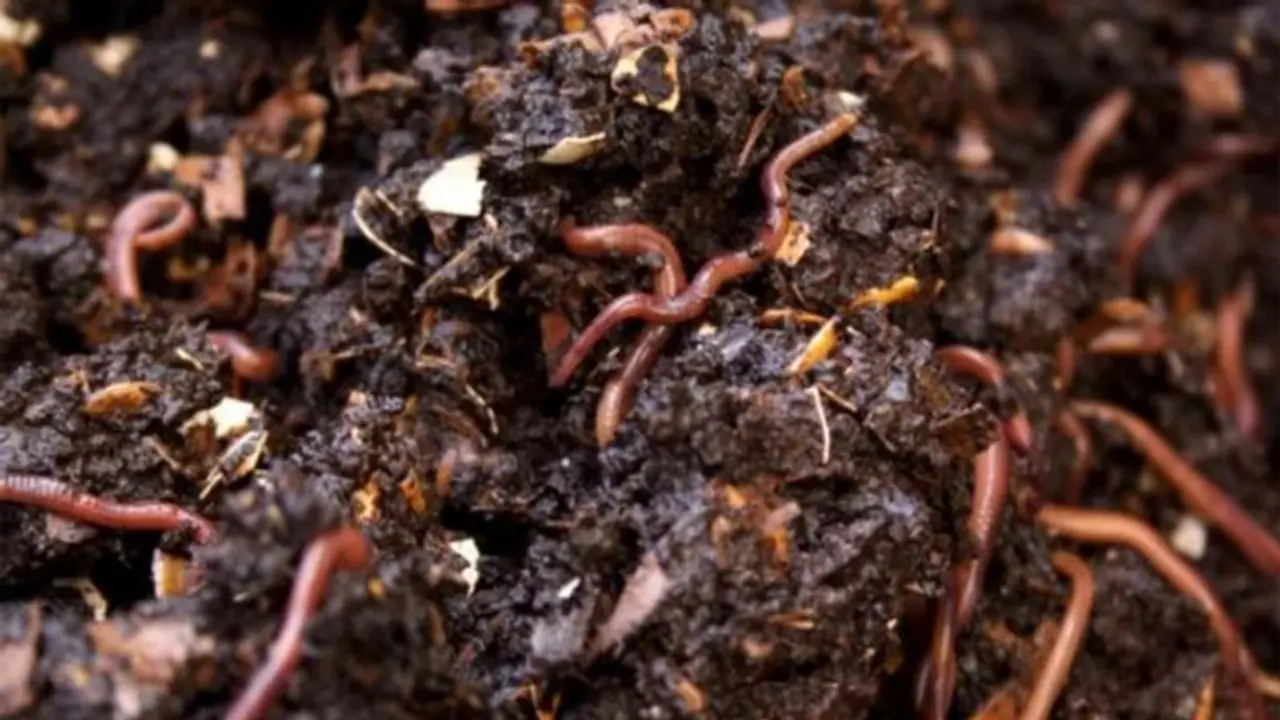 അടുക്കളയിലെ അവശിഷ്ടങ്ങള് കളയണ്ട, മണ്ണിരക്കമ്പോസ്റ്റ് നിര്മിക്കാം അടുക്കളയിലെ അവശിഷ്ടങ്ങള് കളയണ്ട, മണ്ണിരക്കമ്പോസ്റ്റ് നിര്മിക്കാം