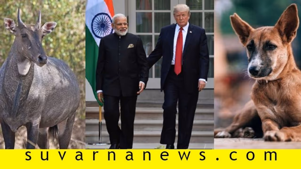 ಟ್ರಂಪ್‌ ಹಾದಿ ಸುಗಮಗೊಳಿಸಲು ನಾಯಿ, ನೀಲಿ ಜಿಂಕೆ 'ಮಾಯ': ಪಾನ್ ಅಂಗಡಿ ಸೀಲ್!