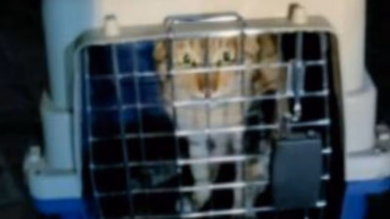 கப்பலில் வந்த சீனா பூனை...வண்டலூர் பூங்காவில் வைக்க திட்டம்... அஞ்சத்தேவையில்லை என சுகாதாரத்துறை வேண்டுகோள்... கப்பலில் வந்த சீனா பூனை...வண்டலூர் பூங்காவில் வைக்க திட்டம்... அஞ்சத்தேவையில்லை என சுகாதாரத்துறை வேண்டுகோள்...