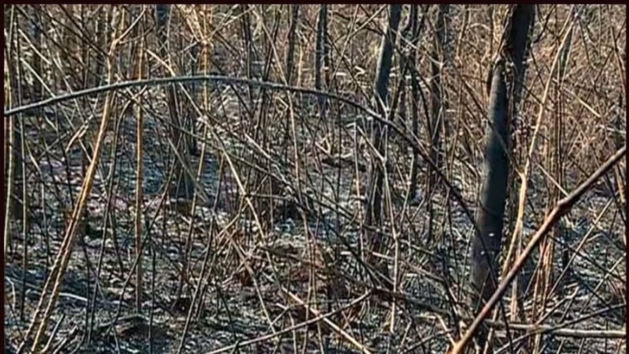 തൃശൂരിലെ കാട്ടുതീ മനുഷ്യ നിര്മിതമെന്ന് വനം വകുപ്പ്; അന്വേഷണം തുടങ്ങി തൃശൂരിലെ കാട്ടുതീ മനുഷ്യ നിര്മിതമെന്ന് വനം വകുപ്പ്; അന്വേഷണം തുടങ്ങി