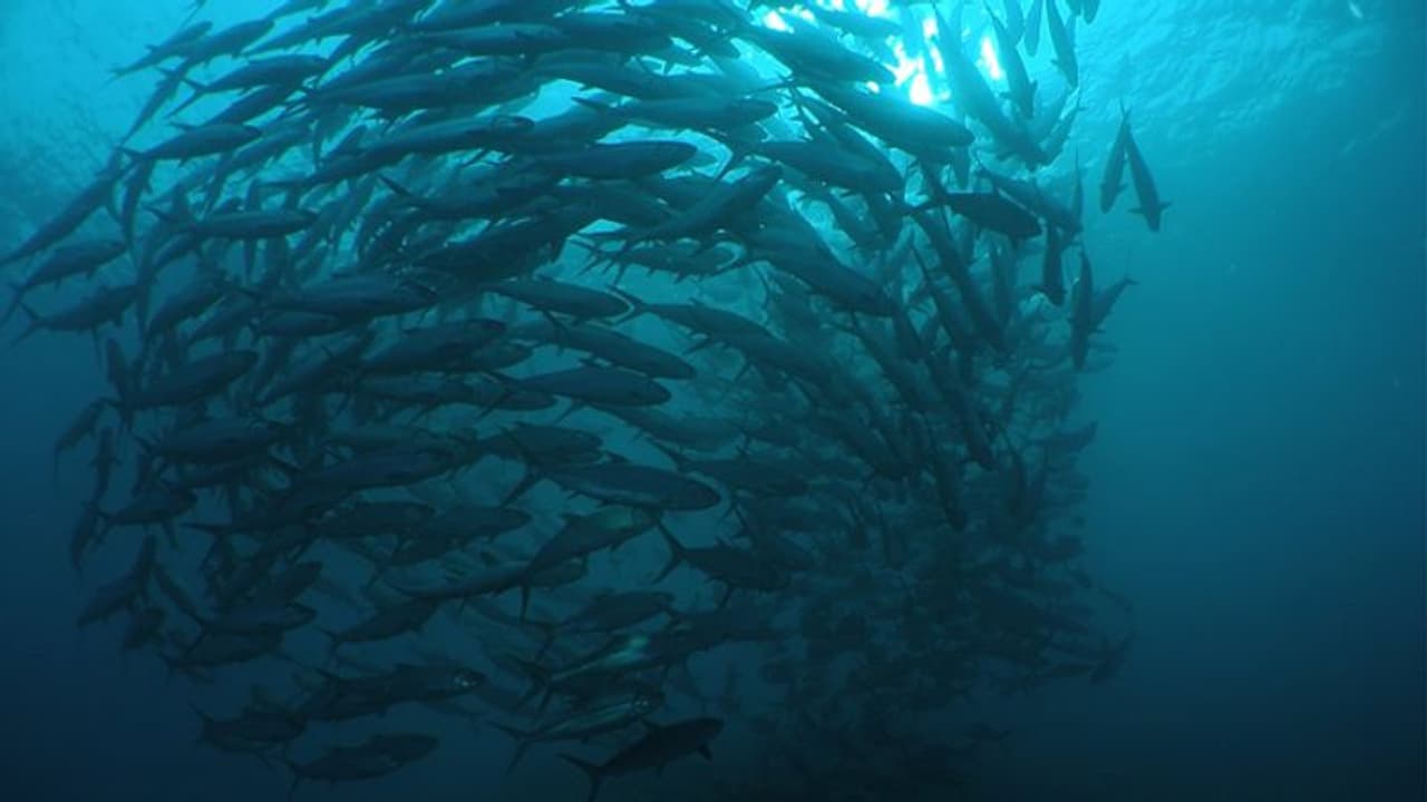 മില്ക്ക്ഫിഷിനെ വീട്ടില് വളര്ത്താം; നല്ല വിലയ്ക്ക് വില്ക്കാം മില്ക്ക്ഫിഷിനെ വീട്ടില് വളര്ത്താം; നല്ല വിലയ്ക്ക് വില്ക്കാം
