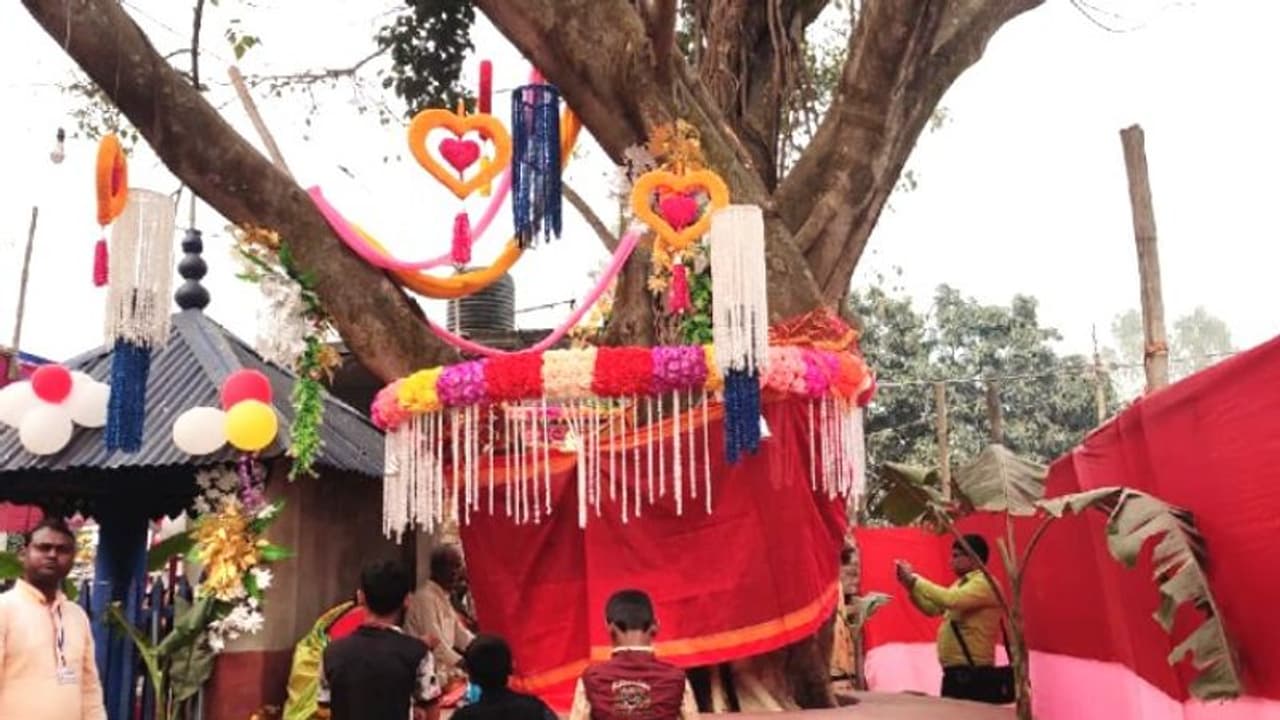 গাছ কাটা রুখতে অভিনব পন্থা, বটের সঙ্গে পাকুড় গাছের বিয়ে গাছ কাটা রুখতে অভিনব পন্থা, বটের সঙ্গে পাকুড় গাছের বিয়ে