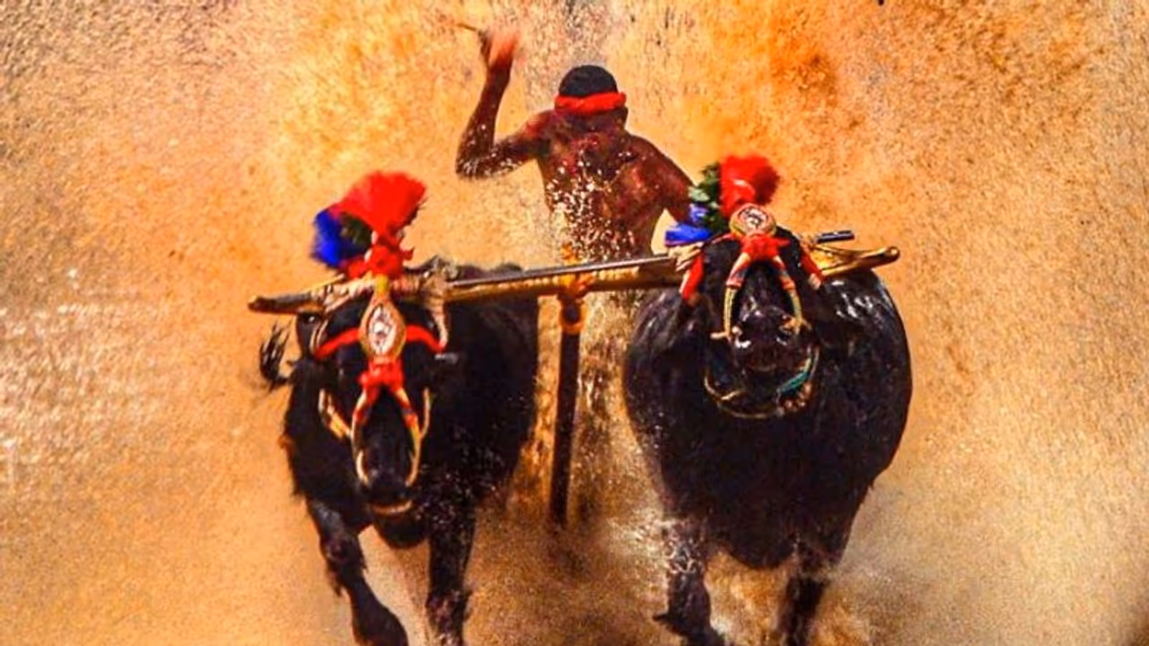 ರಾಜ್ಯದಲ್ಲಿ 200ಕ್ಕೂ ಹೆಚ್ಚು ಕಂಬಳ ಓಟಗಾರರು!