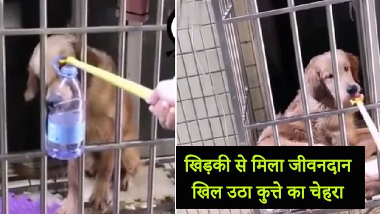 कुत्ते को बंद कर बाहर गया मालिक, कहा था शाम को आएगा लेकिन कोरोना वायरस ने लौटने नहीं दिया... कुत्ते को बंद कर बाहर गया मालिक, कहा था शाम को आएगा लेकिन कोरोना वायरस ने लौटने नहीं दिया...