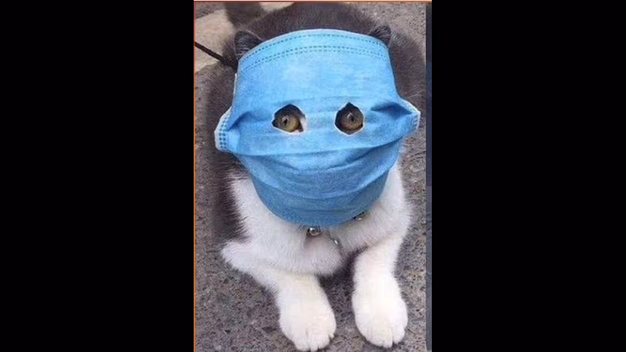 கொரோனா எதிரொலி..!வைரலாகும் "மாஸ்க் அணிந்த பூனை" போட்டோ...! கொரோனா எதிரொலி..!வைரலாகும் "மாஸ்க் அணிந்த பூனை" போட்டோ...!