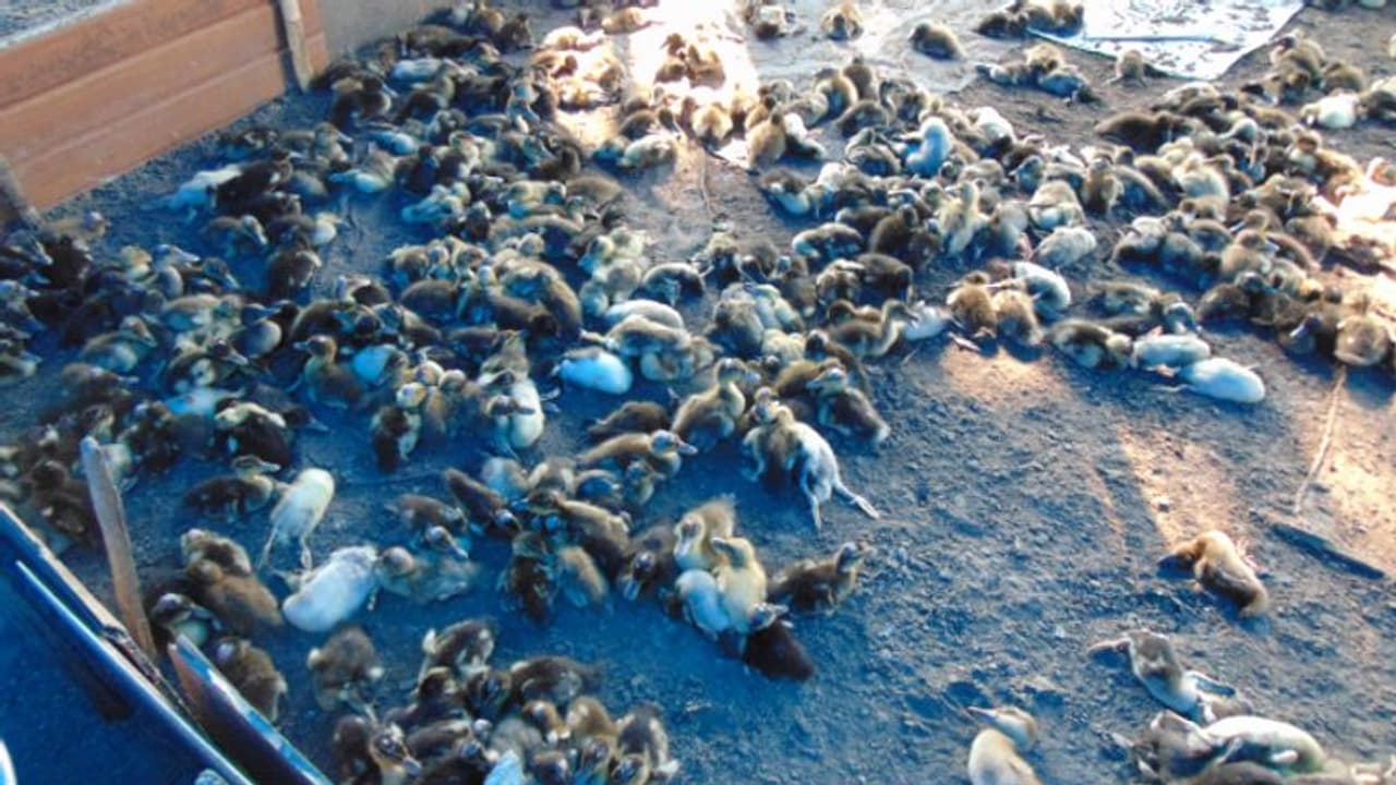 ആശങ്കയൊഴിഞ്ഞു; കുട്ടനാട്ടിലും പാലക്കാടും താറാവുകൾ ചത്തത് പക്ഷിപ്പനി ബാധിച്ചല്ലെന്ന് സ്ഥിരീകരണം ആശങ്കയൊഴിഞ്ഞു; കുട്ടനാട്ടിലും പാലക്കാടും താറാവുകൾ ചത്തത് പക്ഷിപ്പനി ബാധിച്ചല്ലെന്ന് സ്ഥിരീകരണം