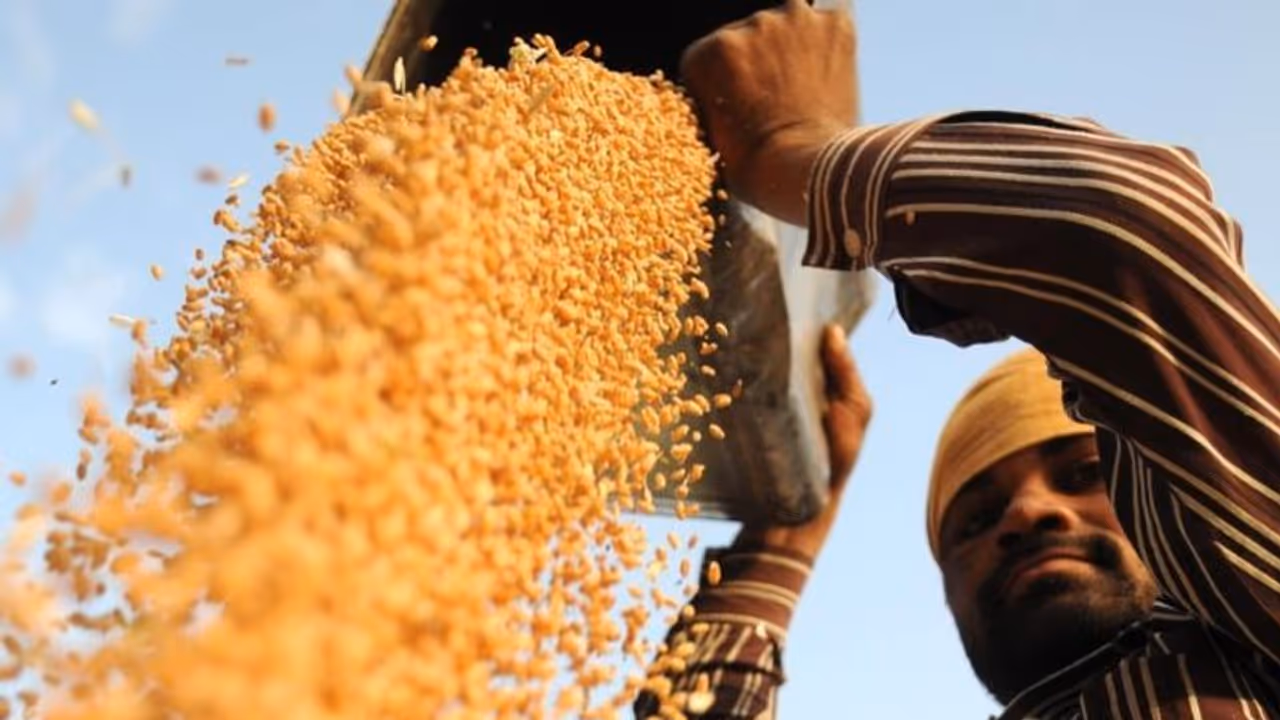 अन्नदाता के लिए जानें कैसे 'सोना' साबित हो रहा है काला गेहूं अन्नदाता के लिए जानें कैसे 'सोना' साबित हो रहा है काला गेहूं