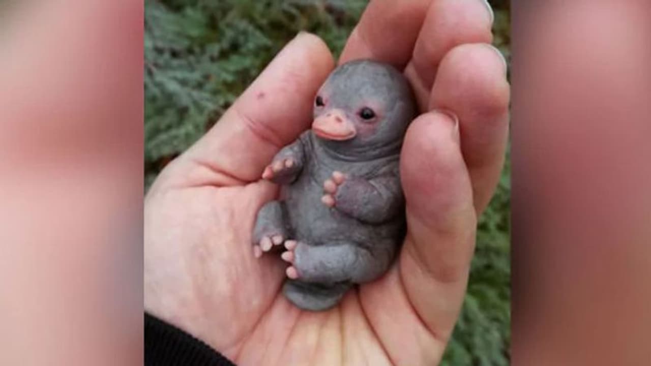 'ഇതേത് ജീവി?'; വൈറല് ഫോട്ടോയില് കണ്ട ജീവി സത്യമോ? 'ഇതേത് ജീവി?'; വൈറല് ഫോട്ടോയില് കണ്ട ജീവി സത്യമോ?