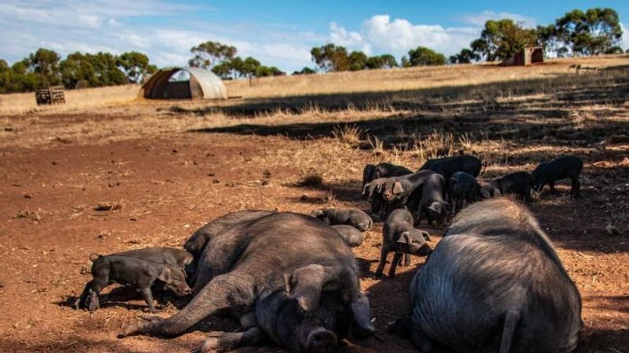 ಕೊರೋನಾ ಭೀತಿ: 100ಕ್ಕೂ ಹೆಚ್ಚು ಹಂದಿಗಳ ಸಾವು, ಕಾರಣ? ಕೊರೋನಾ ಭೀತಿ: 100ಕ್ಕೂ ಹೆಚ್ಚು ಹಂದಿಗಳ ಸಾವು, ಕಾರಣ?