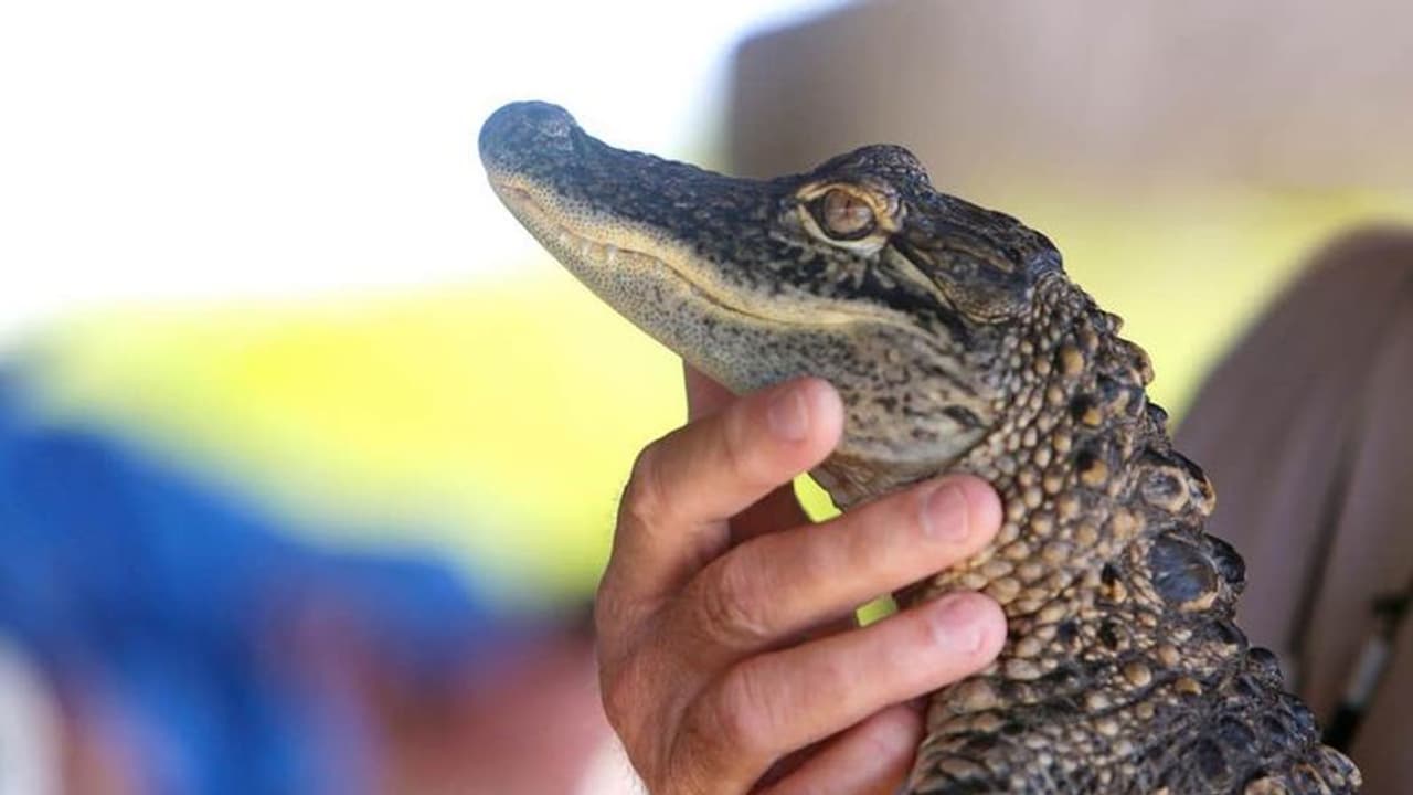 ಬಾಗಲಕೋಟೆ: ತೇರದಾಳದಲ್ಲಿ ಮತ್ತೆ ಮೊಸಳೆ ಮರಿಗಳು ಪ್ರತ್ಯಕ್ಷ, ಆತಂಕದಲ್ಲಿ ರೈತರು