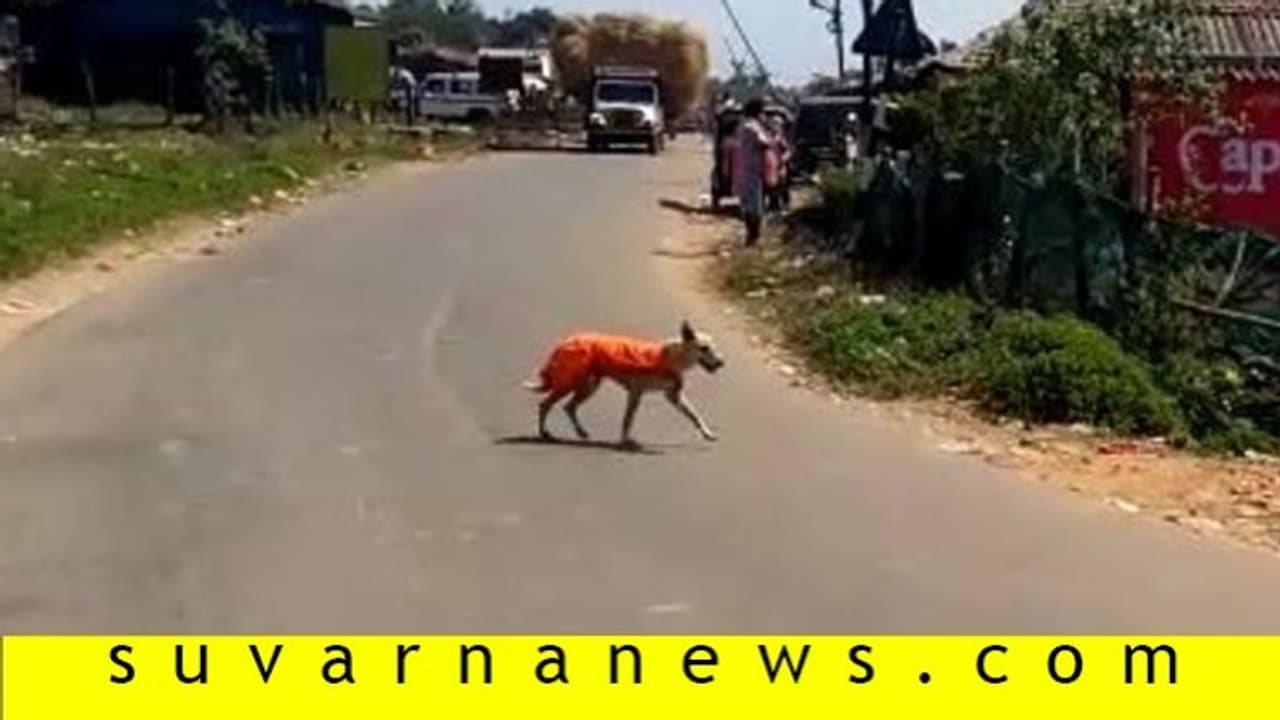 ಧರ್ಮಸ್ಥಳ ಪಾದಯಾತ್ರೆಯಲ್ಲಿ ಭಾಗಿಯಾದ ಶ್ವಾನ..!