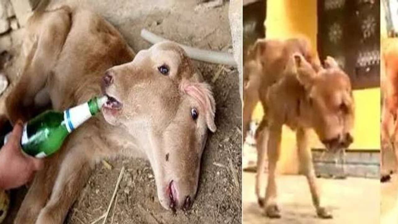 2 தலை.. 4 கண்கள்..! அதிசய தோற்றத்துடன் கன்றை ஈன்ற பசுமாடு..! 2 தலை.. 4 கண்கள்..! அதிசய தோற்றத்துடன் கன்றை ஈன்ற பசுமாடு..!