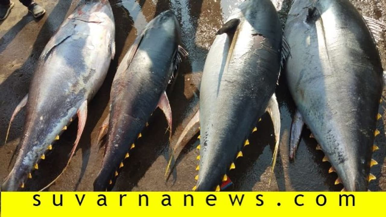 ಬಲೆಗೆ ಬಿತ್ತು 200 ಕೆಜಿ ತೂಗುವ ಅಪರೂಪದ ಮೀನು, ಇದರ ಚಂದ ನೋಡಿ