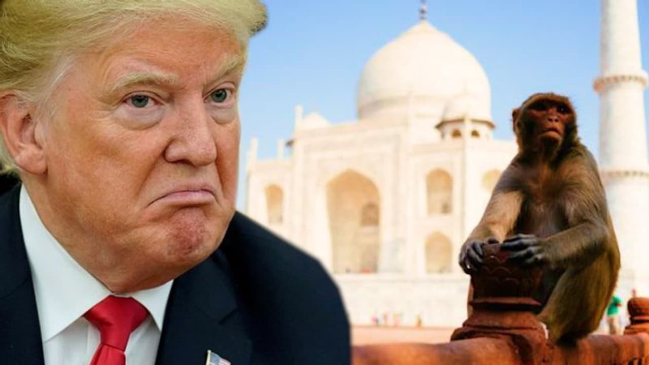 Monkey menace: Cause of concern during Donald Trump’s trip to Agra
