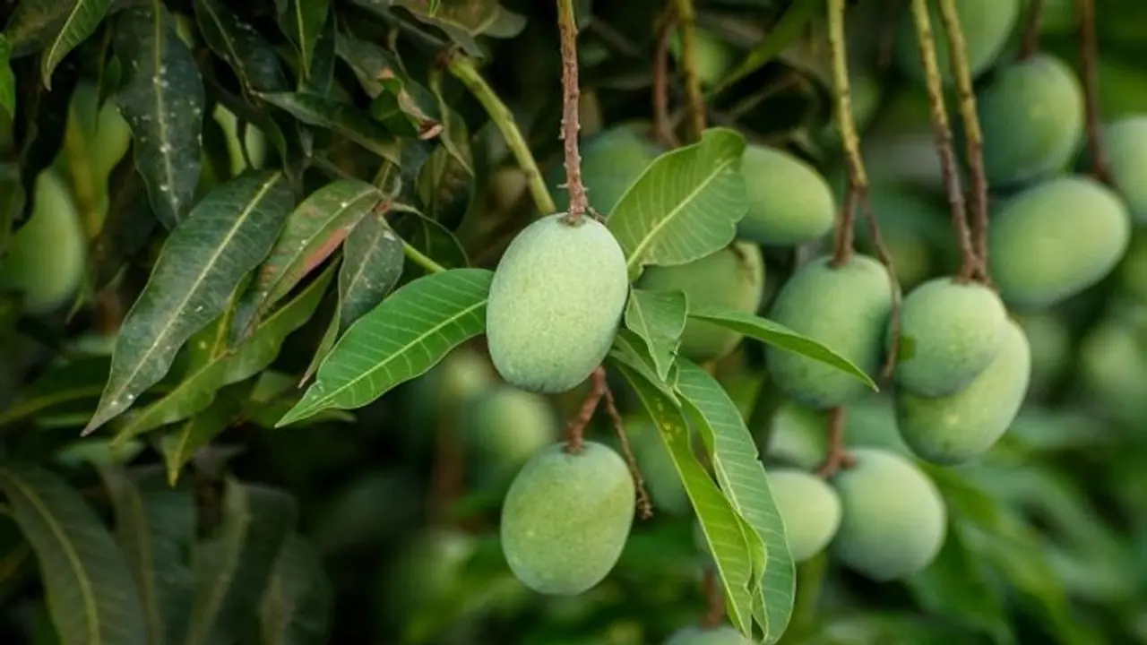 ಮಾವು ಮತ್ತು ಗೇರು ಬೆಳೆಗಾರರಿಗೆ ಅಗತ್ಯ ಸಲಹೆಗಳು
