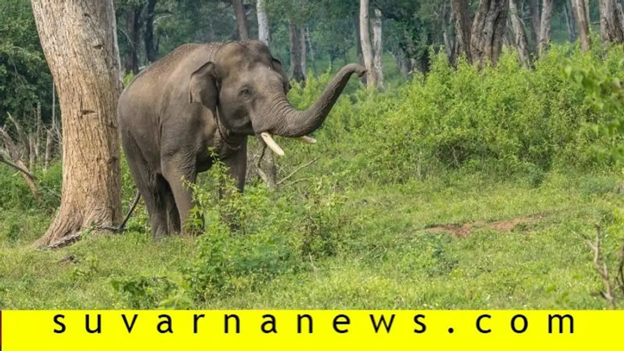 ಚಾರ್ಮಾಡಿ ಘಾಟಿಯಲ್ಲಿ ವಾಹನಗಳಿಲ್ಲ, ಒಂಟಿ ಸಲಗ ಸಂಚಾರ