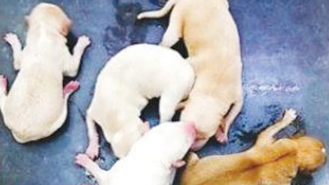 விபத்தில் இறந்த நாயின் வயிற்றில் துடித்த குட்டிகள்..! அறுவை சிகிச்சையில் காப்பாற்றப்பட்ட அதிசயம்..! விபத்தில் இறந்த நாயின் வயிற்றில் துடித்த குட்டிகள்..! அறுவை சிகிச்சையில் காப்பாற்றப்பட்ட அதிசயம்..!