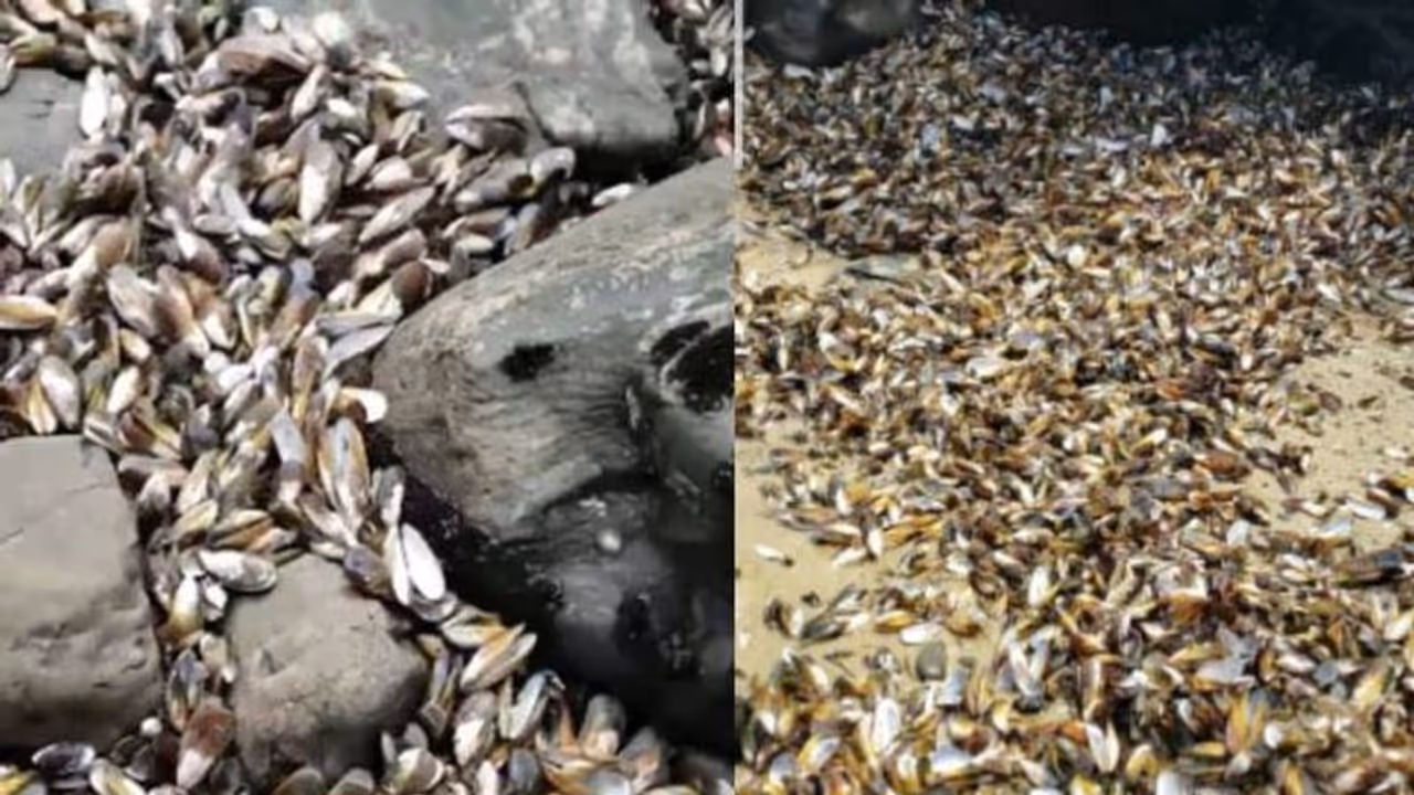കാലാവസ്ഥാ വ്യതിയാനം; കടൽത്തീരത്ത് അടിഞ്ഞുകൂടിയത് അരലക്ഷത്തോളം കല്ലുമ്മക്കായകൾ