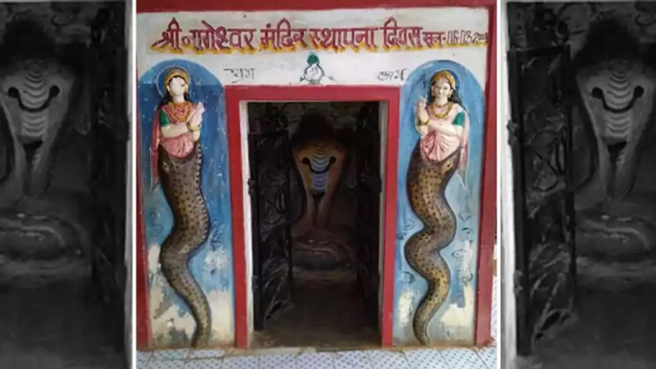 कितना भी जहरीला हो..लेकिन इस गांव के लोगों को नहीं काटता सांप, जानिए रहस्य कितना भी जहरीला हो..लेकिन इस गांव के लोगों को नहीं काटता सांप, जानिए रहस्य