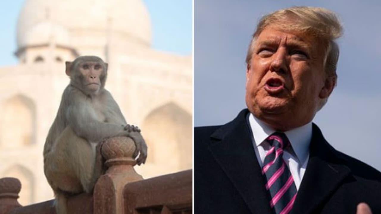 താജ് മഹല് സന്ദര്ശനത്തിനിടെ ട്രംപിനെ കുരങ്ങുകള് തുരത്തുമോ? താജ് മഹല് സന്ദര്ശനത്തിനിടെ ട്രംപിനെ കുരങ്ങുകള് തുരത്തുമോ?